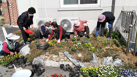 대한노인회음성군지회가 경로당 꽃식재사업을 진행하고 있다.