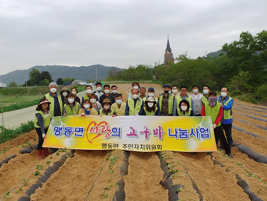 맹동면주민자치위원회가 사랑의 고구마 심기 행사를 가졌다.