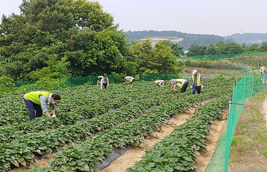 맹동면주민자치위원회가 25일 이웃에게 전달할 사랑의 고구마 밭에서 김매 작업을 실시했다.