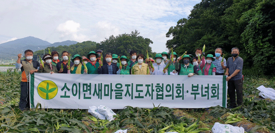 소이면 새마을남녀지도자협의회가 14일 소이면 대장리 일원에서 옥수수 수확 봉사활동을 벌였다.