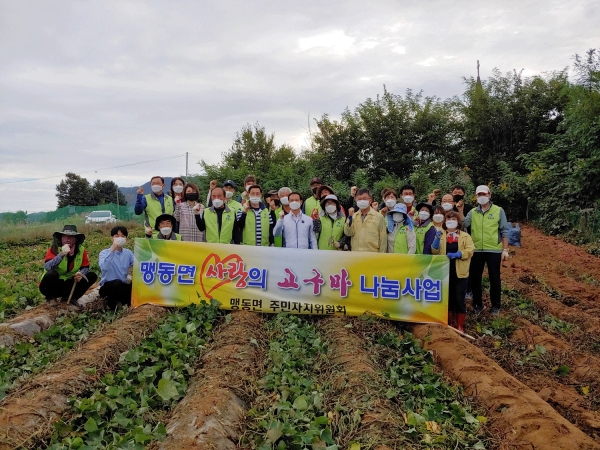 맹동면주민자치위원회가 사랑의 고구마 수확에 구슬땀을 흘렸다.