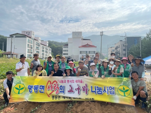 맹동면새마을지도자협의회.부녀회가 18일 사랑의 고구마 수확을 실시했다.