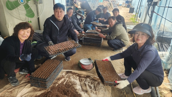 소이면주민자치회가 도농교류를 위해 20일 옥수수 포터 작업을 실시했다.