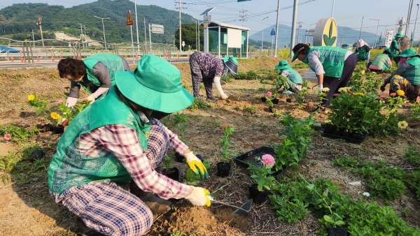 싱그러운 여름을 맞아 소이면새마을지도자들이 꽃심기에 구슬땀을 흘리고 있다.